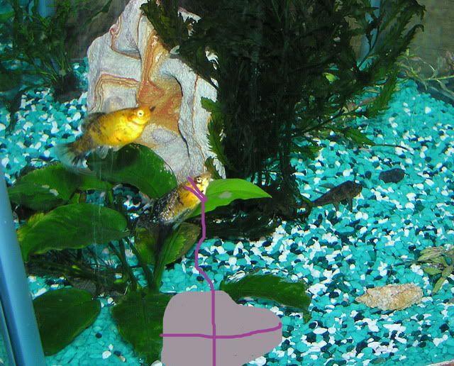81105025FunnyFish.jpg