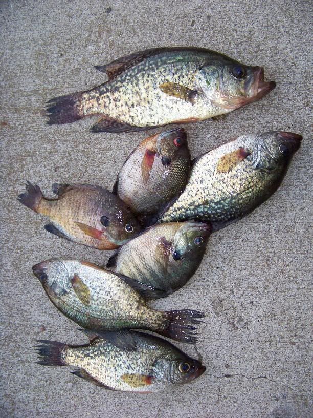 fish3.jpg
