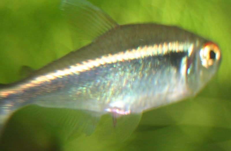 ExplodingFish2.jpg