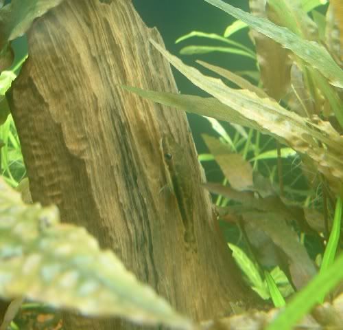 04-12-06Oto.jpg
