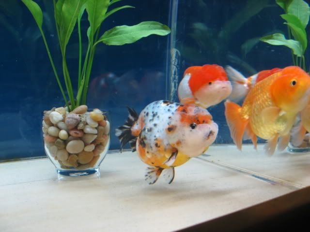 fishtank009.jpg