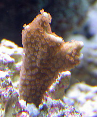 3090455882_44125a5e90_m.jpg