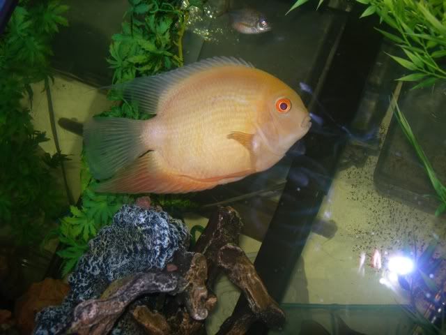 SoloshotFemaleSeverum22k6-4-27.jpg