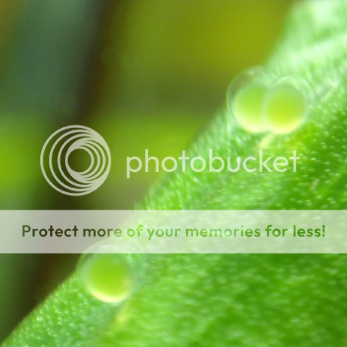 OtoEggs_032710.jpg