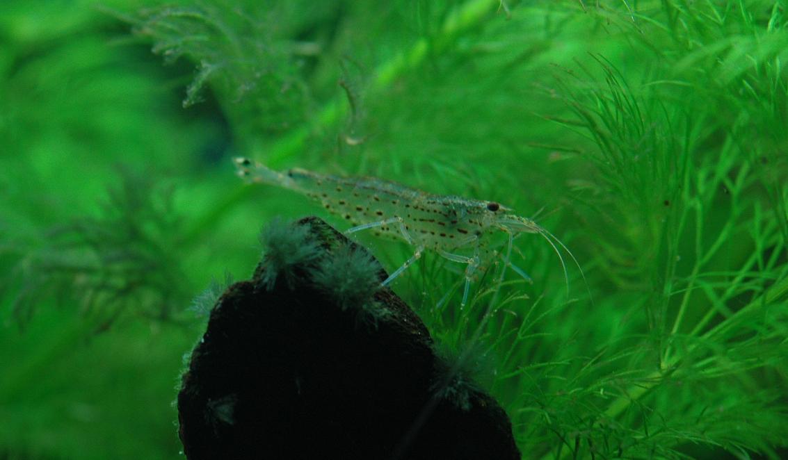DSC_2736_small.jpg
