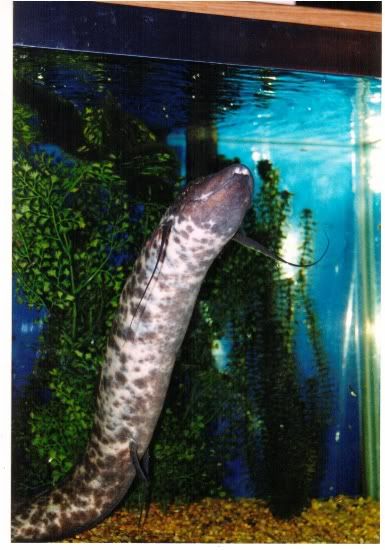 smallerlungfish.jpg