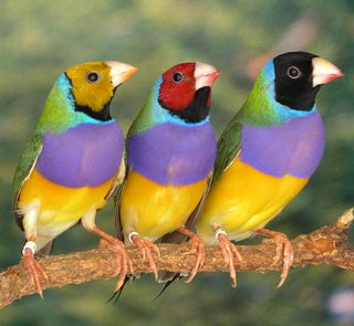 Gouldian_Finches.jpg