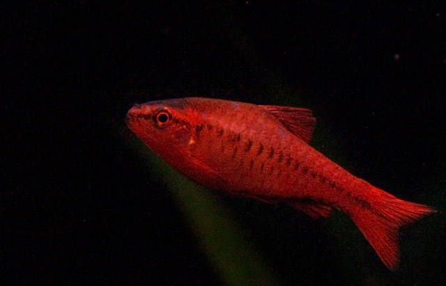 male-cherry-barb.jpg