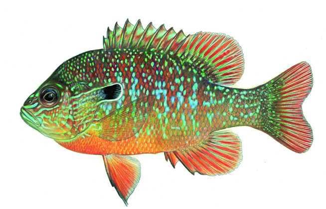 longearsunfish.jpg