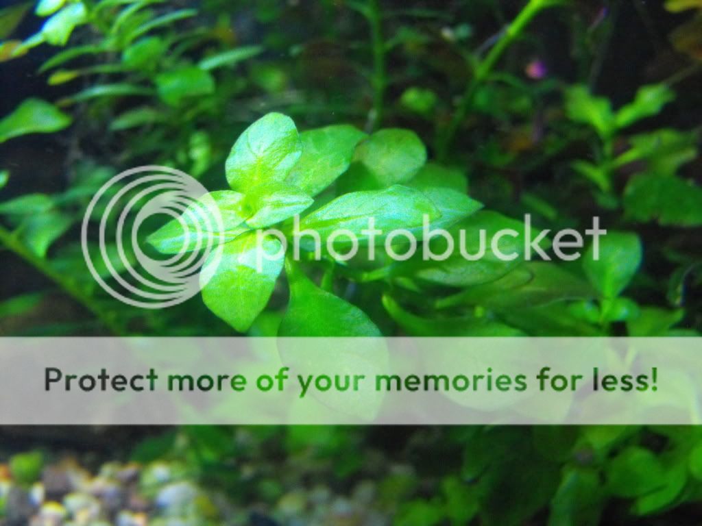 aquariumplants003.jpg