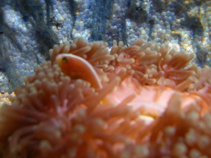 AnemoneFish.jpg