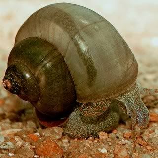 snail2.jpg