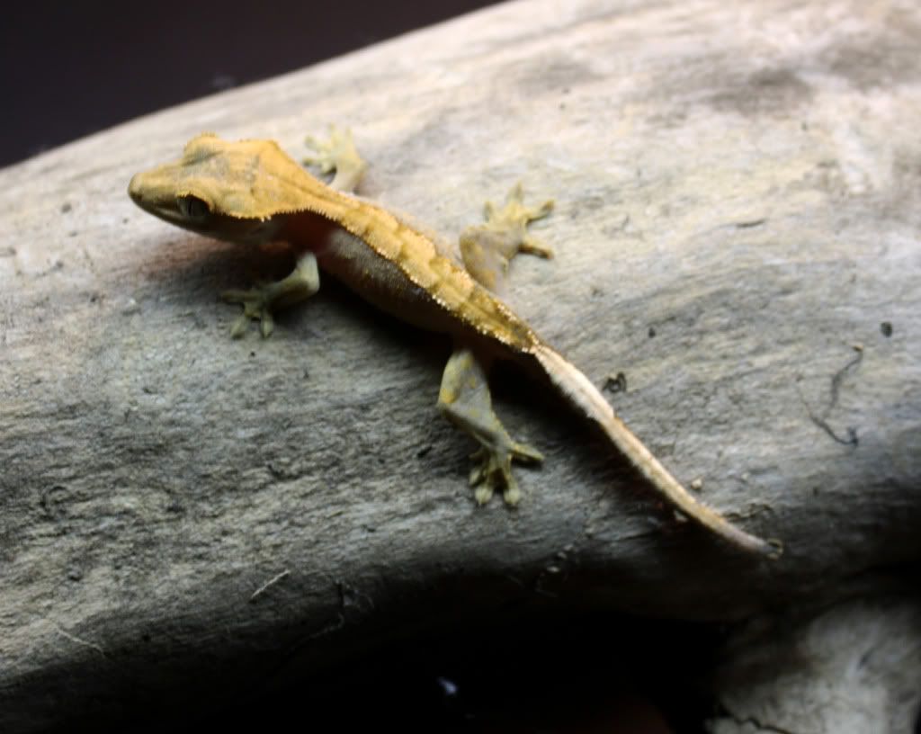 Gecko_8_3.jpg