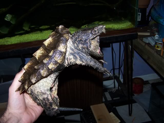 100_1500.jpg