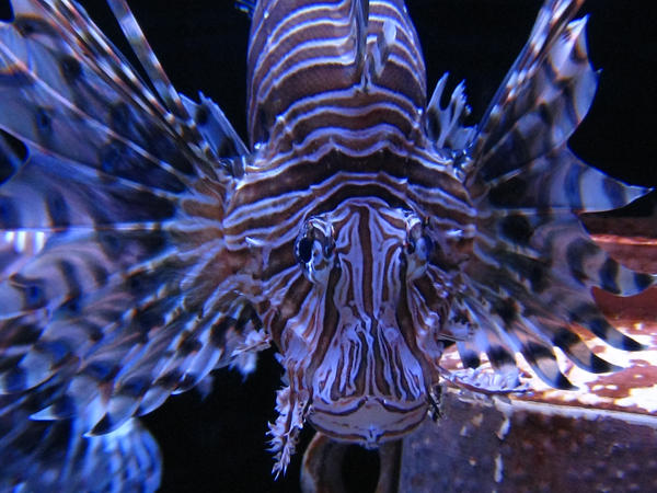 Lion_Fish_by_Horripilation.jpg