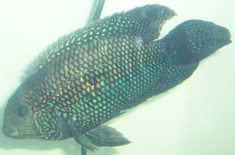 Fish2006.jpg