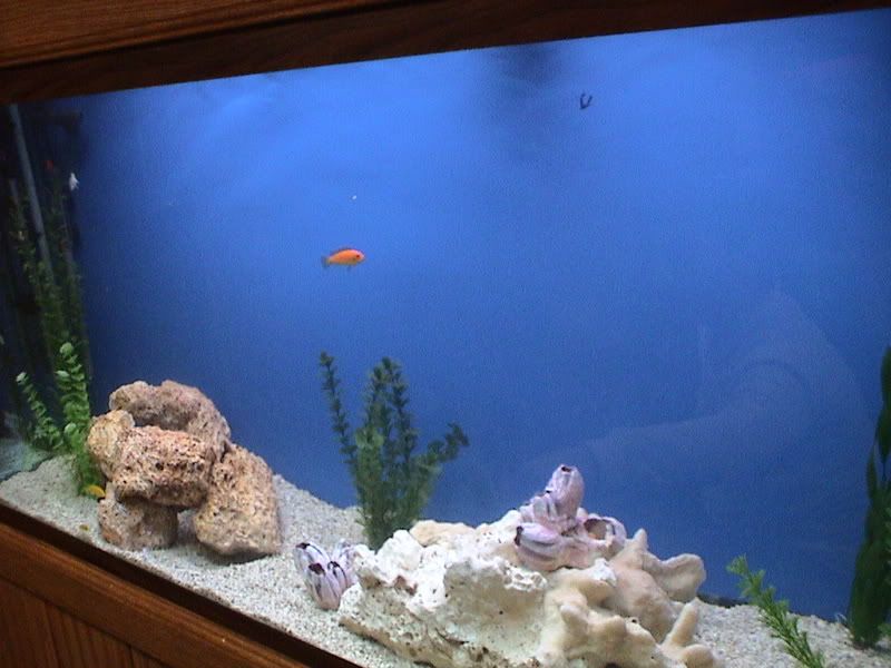 fish017.jpg