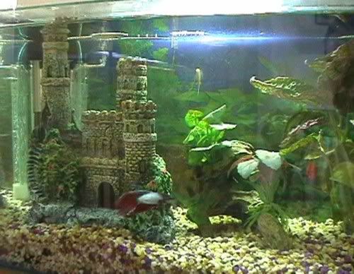 fish1.jpg