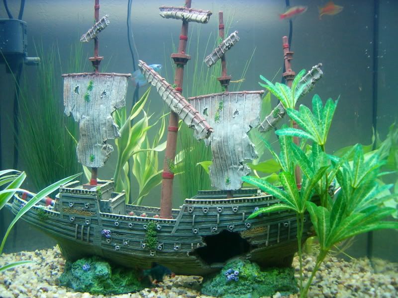 aquarium005.jpg
