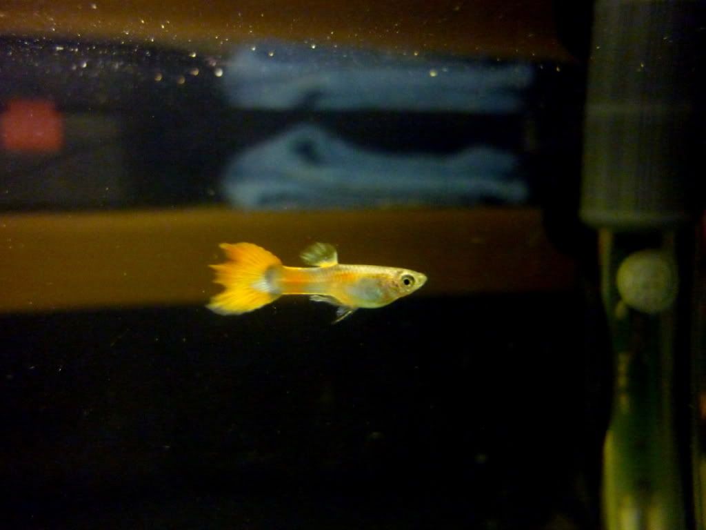 Guppies2.jpg