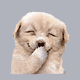 animals_laughingPuppy.gif