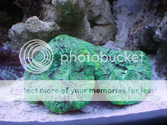 P1010011-15.jpg