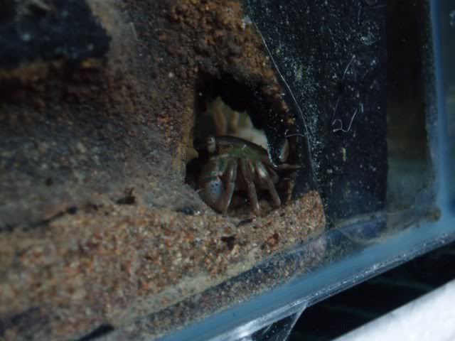 crab3_640x480.jpg