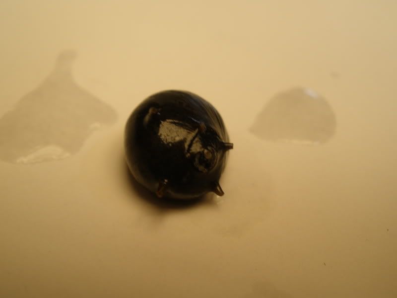 blackhornednerite04.jpg