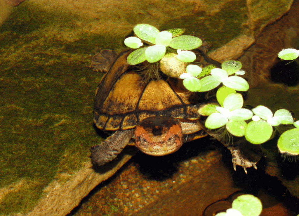 Red-Cheek-Mud-Turtle3-1.gif