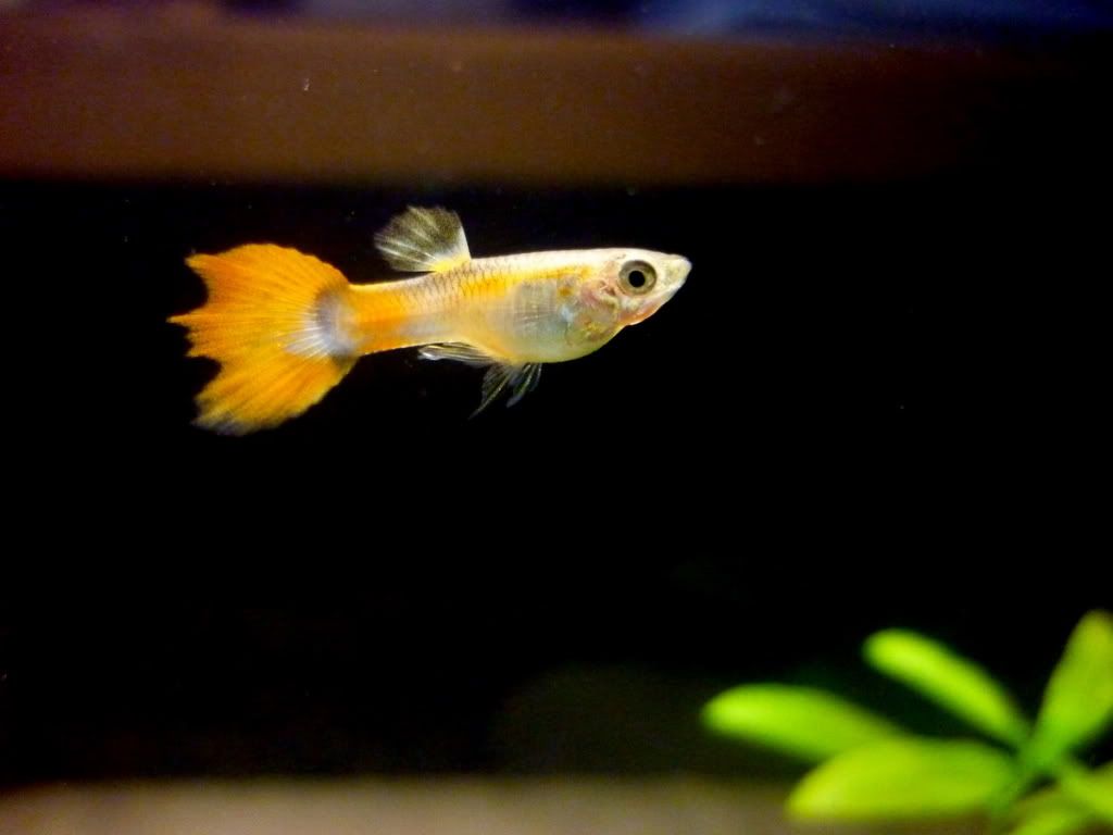 Guppies1.jpg