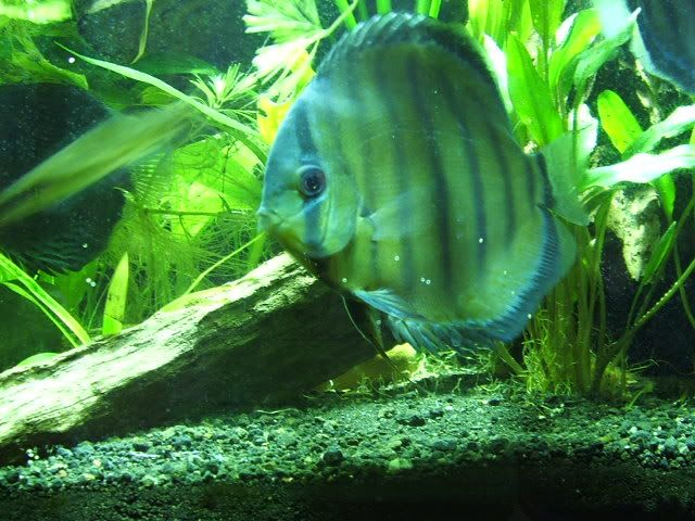 DSCF1196.jpg