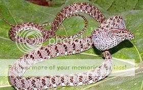 snake.jpg