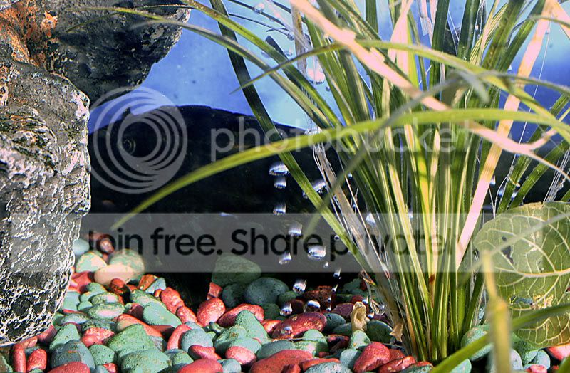 pleco.jpg