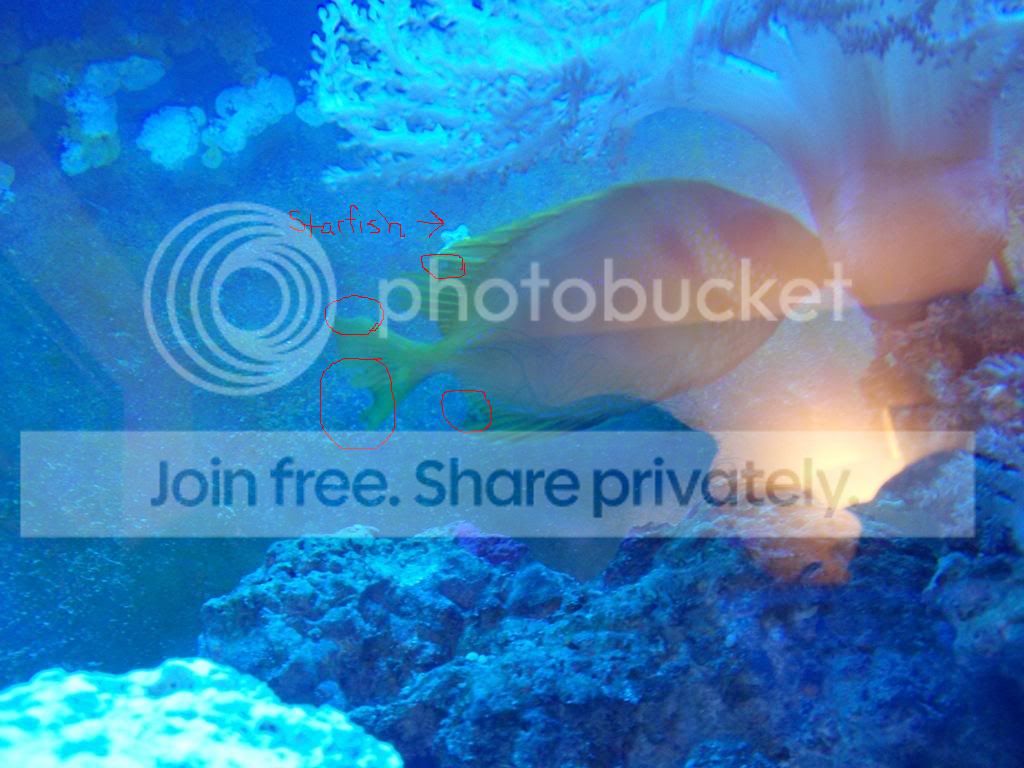 rabbitfish.jpg