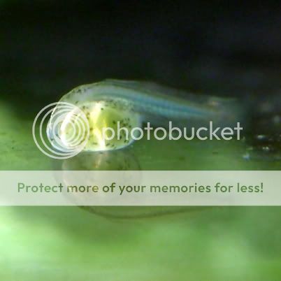 BabyOto2a_031810.jpg