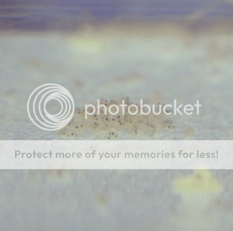AmanosHatching2_042811.jpg