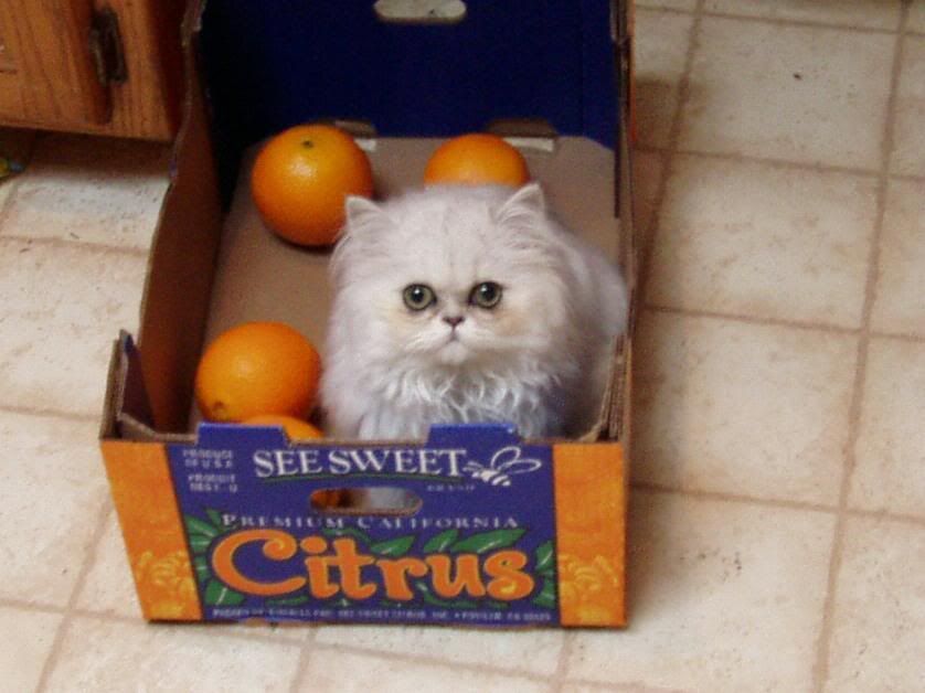 SweetThings.jpg