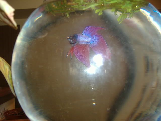 bettas002.jpg