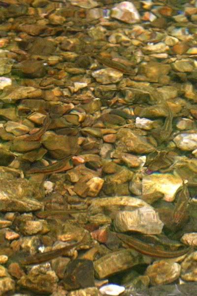 MysteryFish012.jpg