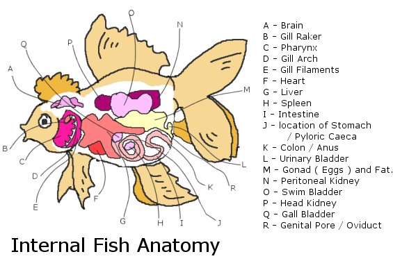 int_anatomy.jpg