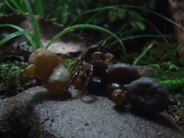crab6_640x480.jpg