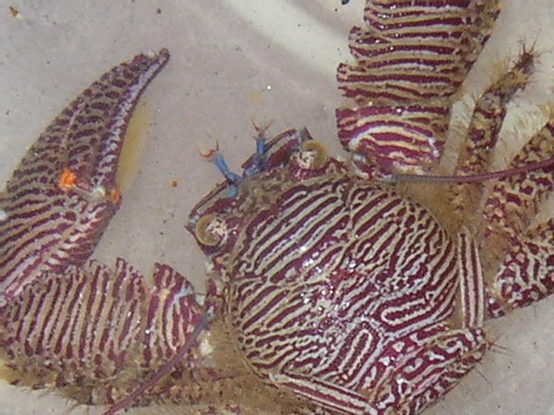 FreeCrab005.jpg