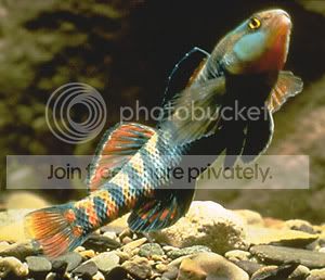 rainbow_darter_mac_albin.jpg