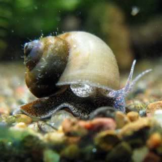 snail1.jpg