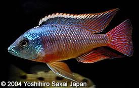 Pro_taeniolatus_red_02.jpg