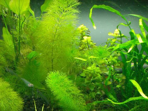 plantss.jpg
