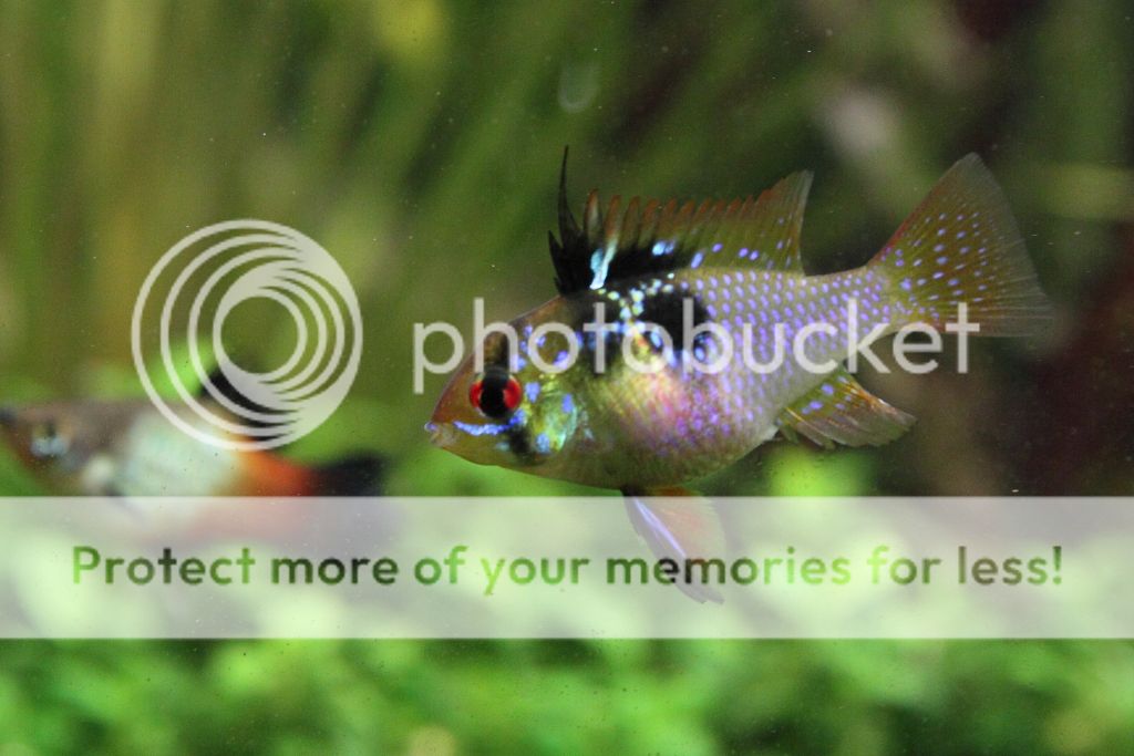 PictureT1i_6254_zpsd6b5da0a.jpg