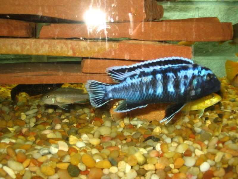 Fish026.jpg
