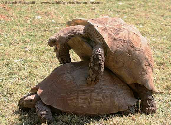 tortoise_mating_sdnr-0310.jpg