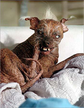 0_21_070505_ugly_dog.jpg